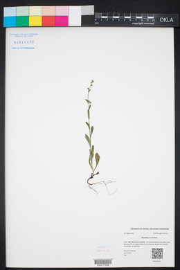 Myosotis verna image