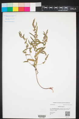Acalypha virginica image