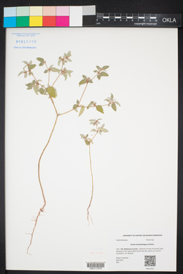 Croton monanthogynus image