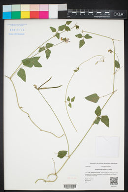 Strophostyles helvola image