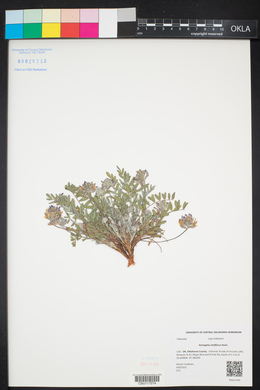 Astragalus lotiflorus image