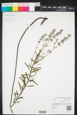 Salvia azurea image