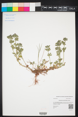 Glandularia pumila image