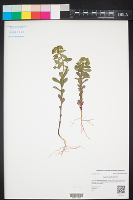 Euphorbia spathulata image