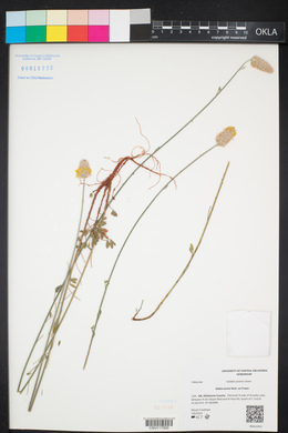 Dalea aurea image