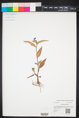 Commelina communis image