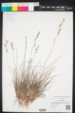 Eragrostis secundiflora image