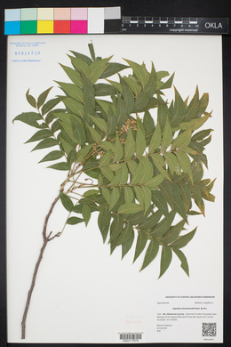 Sapindus saponaria image