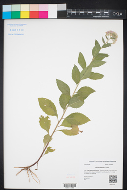 Pluchea odorata image