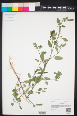 Sida spinosa image