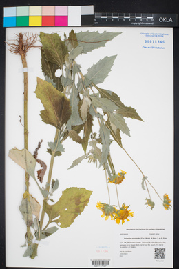Verbesina encelioides image