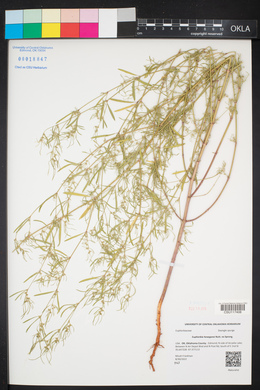 Euphorbia hexagona image