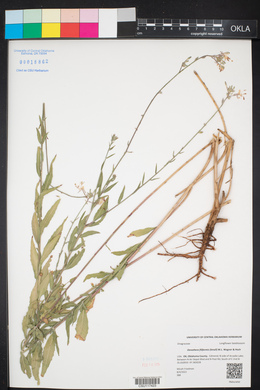 Oenothera filiformis image