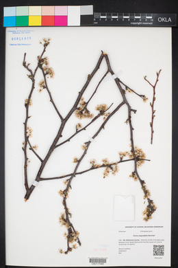 Prunus angustifolia image