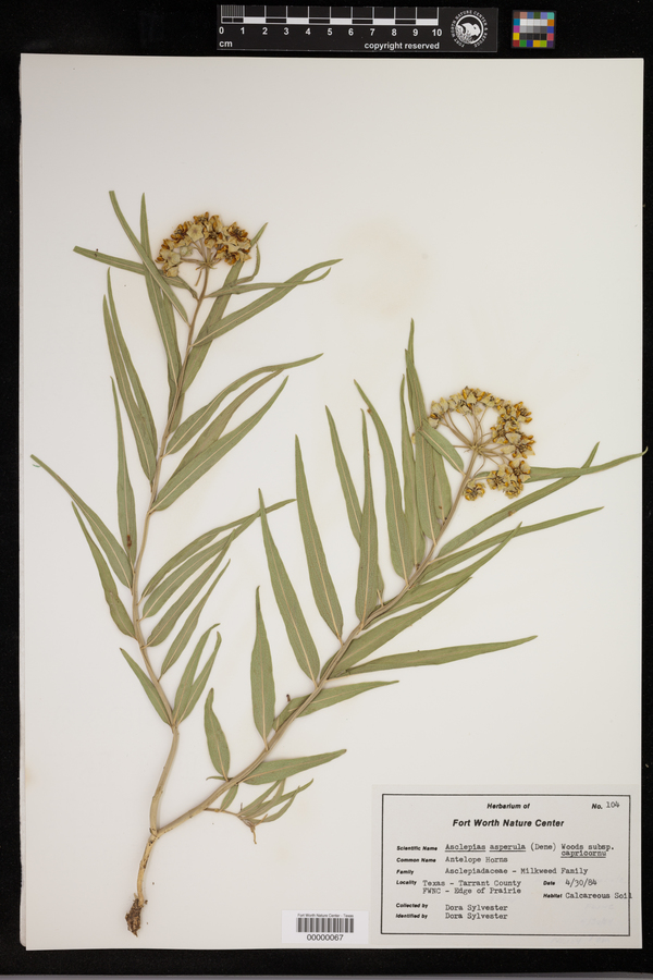 Asclepias asperula subsp. capricornu image