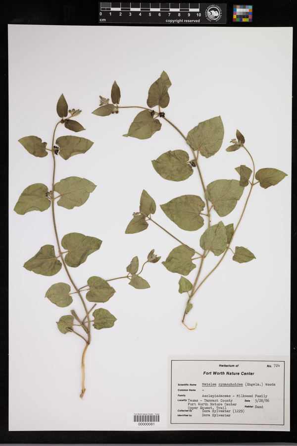 Matelea cynanchoides image