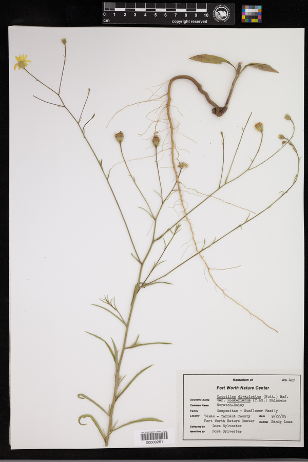 Croptilon divaricatum var. hookerianum image