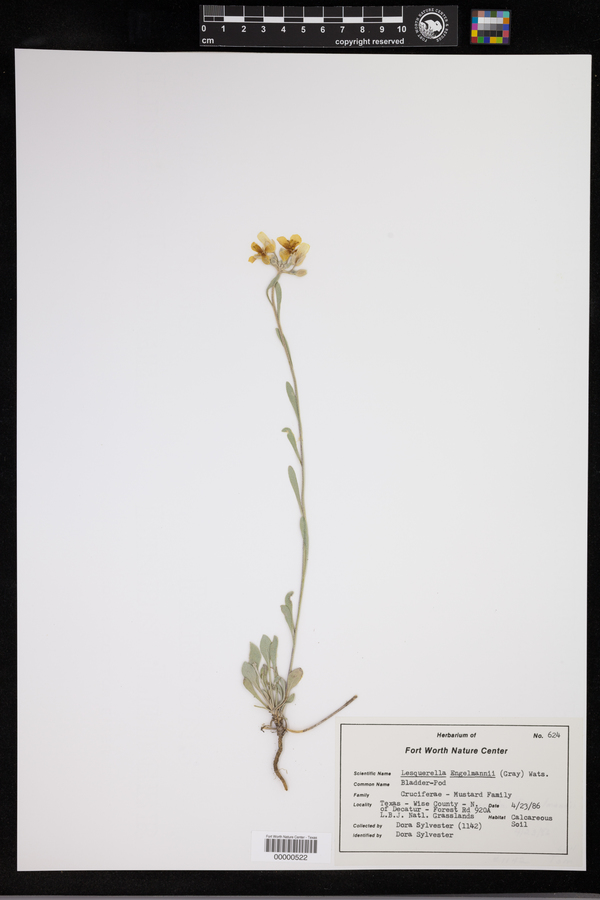 Physaria engelmannii image