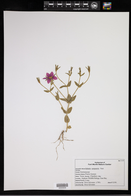 Sabatia campestris image