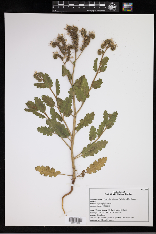 Phacelia robusta image