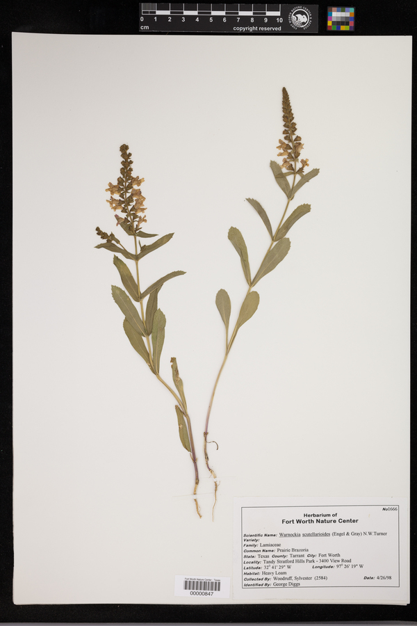 Warnockia scutellarioides image