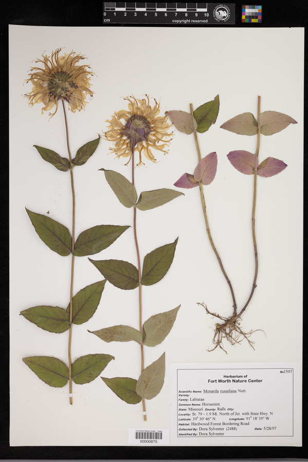 Monarda russeliana image