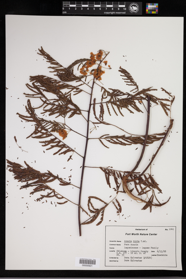 Acaciella angustissima var. hirta image