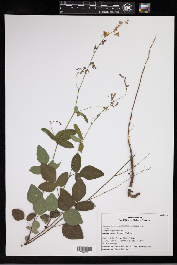 Desmodium tweedyi image