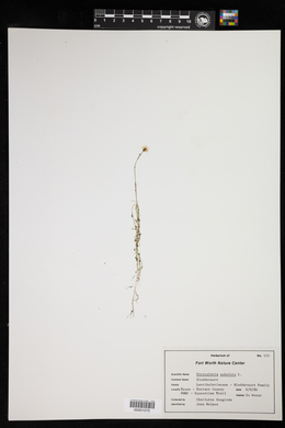 Utricularia gibba image