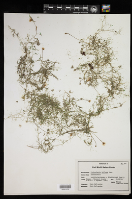 Utricularia gibba image