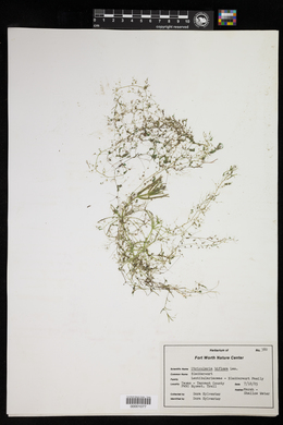 Utricularia gibba image