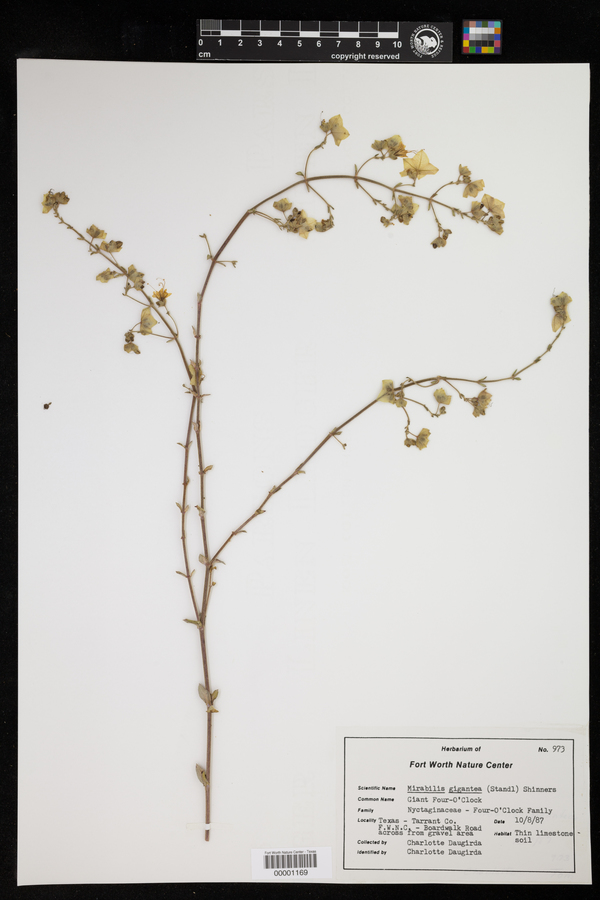 Mirabilis gigantea image