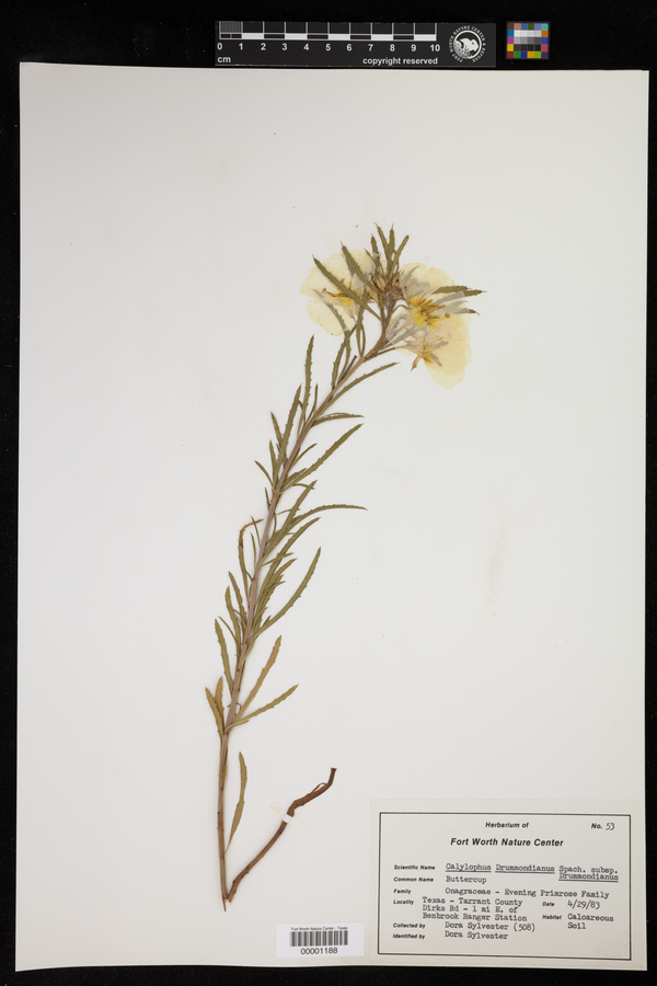 Oenothera berlandieri subsp. berlandieri image