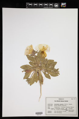 Oenothera grandis image