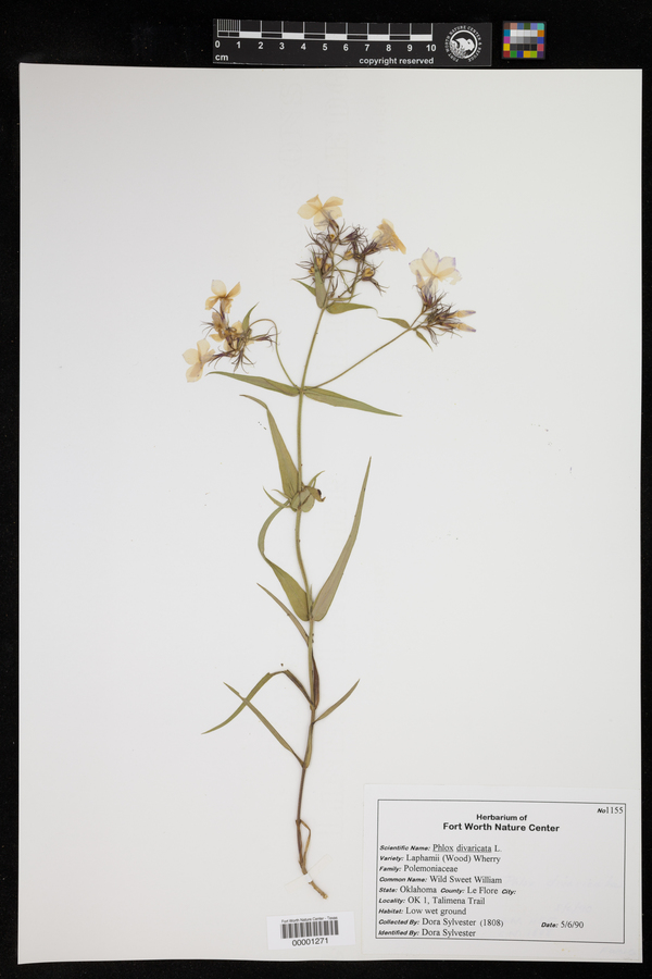 Phlox divaricata var. laphamii image