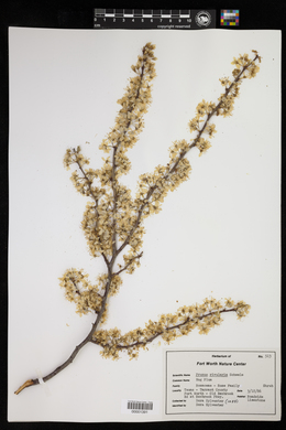 Prunus rivularis image