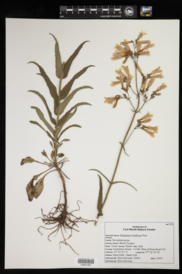 Penstemon laxiflorus image