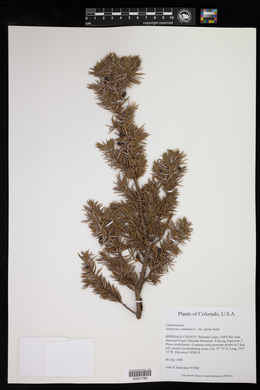 Juniperus communis var. alpina image