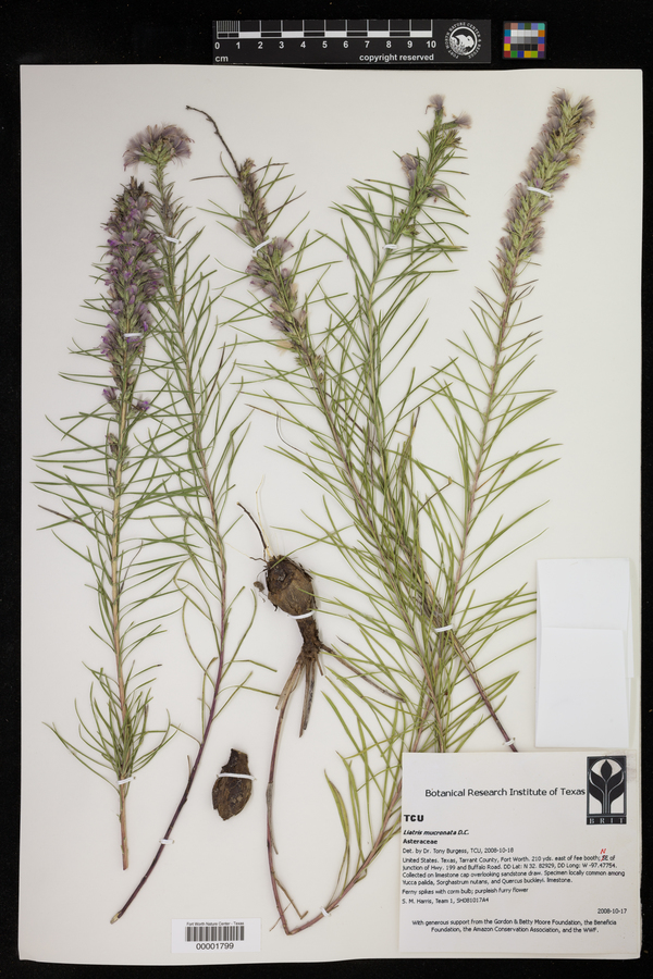 Liatris mucronata image