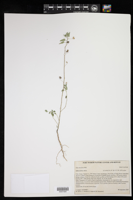 Sida abutilifolia image