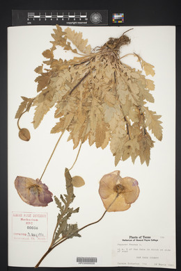 Papaver rhoeas image