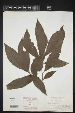 Quercus sartorii image