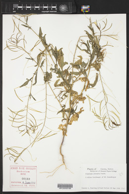 Stanleya pinnata image