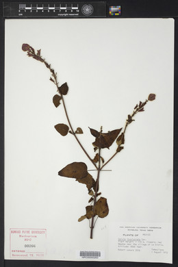 Salvia involucrata image