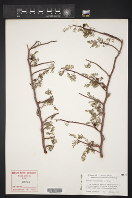 Bursera microphylla image