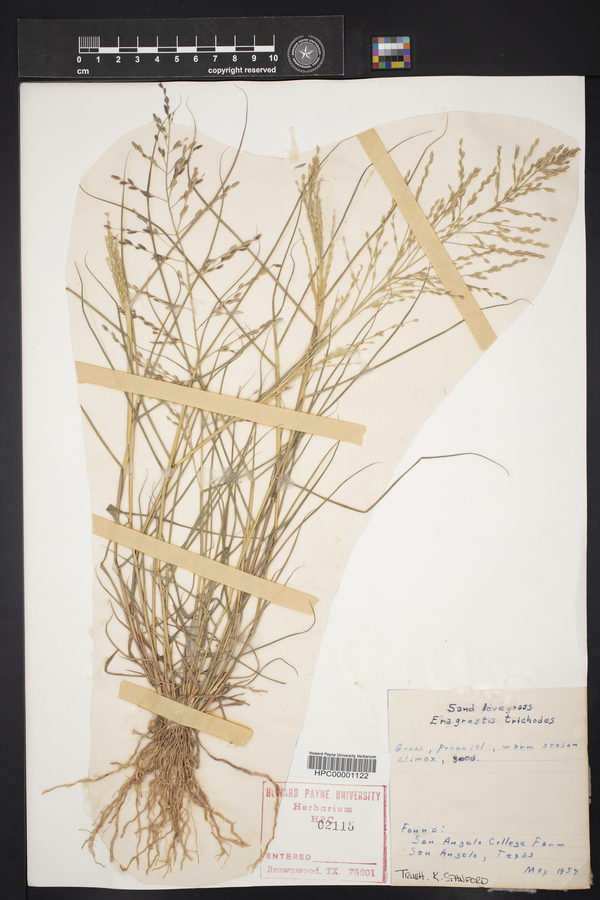 Eragrostis trichodes image