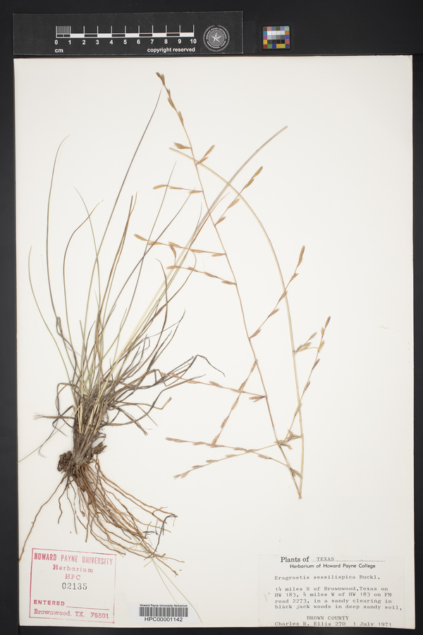 Eragrostis sessilispica image