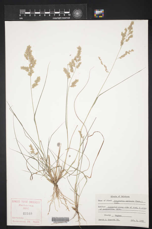 Eragrostis secundiflora subsp. oxylepis image