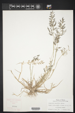 Eragrostis barrelieri image