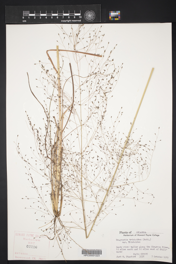 Eragrostis trichodes image